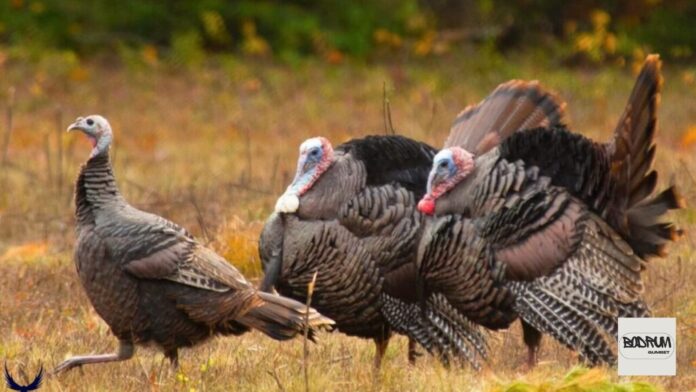 Group of Turkeys Called Group of Turkeys Called